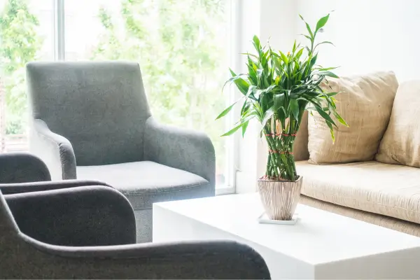 Decoração Minimalista com Plantas – Um Toque Natural e Elegante
